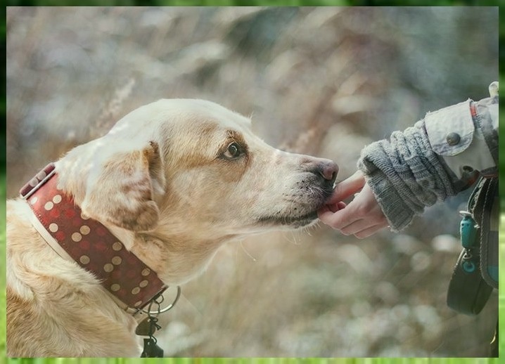 训狗柯基犬训练