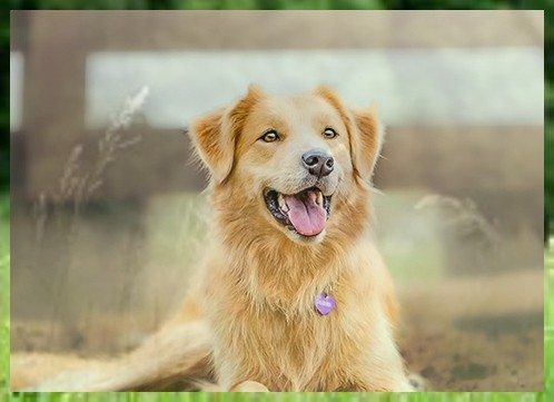 宠物训练杜宾犬训练