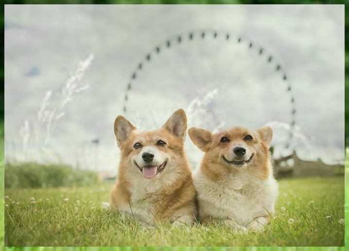 幼犬培训班小狗上厕所怎么训练
