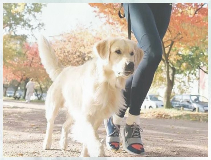 狗狗培训学校培训多久怎么训练马犬