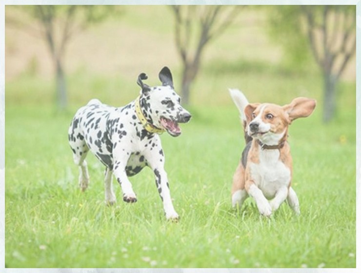 宠物训犬培训宠物技能培训学校