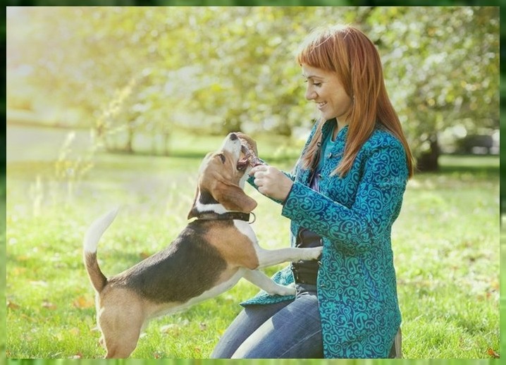 北京宠物犬培训（北京宠物犬规定）