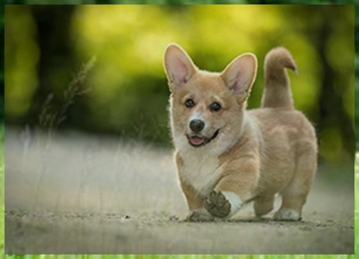 驯犬中心阿拉斯加幼犬怎么训练大小便