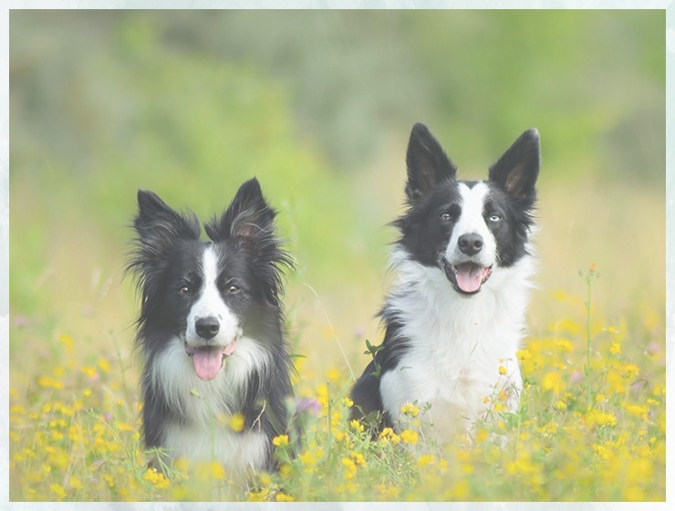 宠物培训基地英国斗牛犬训练