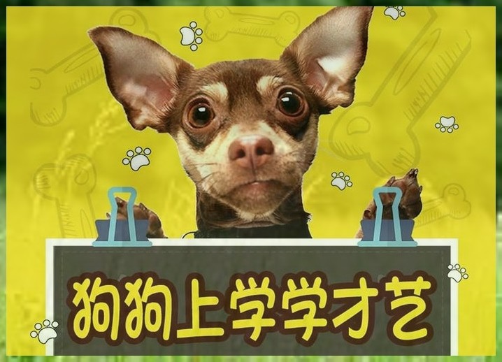 北京宠物 学校（北京宠物美容培训学校哪家好）