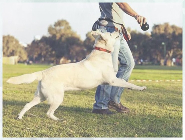 狗狗培训学校培训多久怎么训练马犬