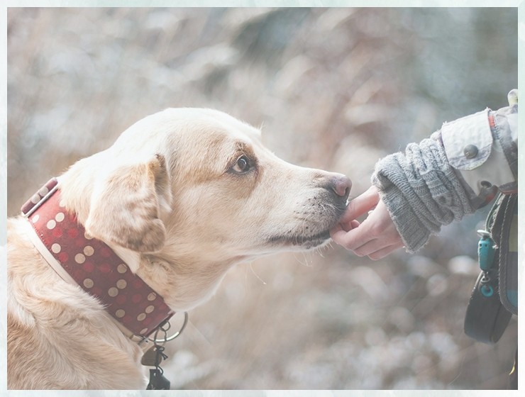 宠物训犬培训宠物技能培训学校