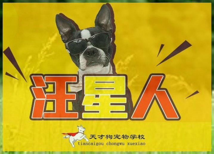 北京宠物培训学校哪里的好（北京宠物培训学校排名）