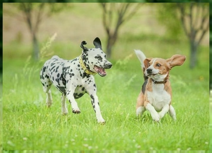 训狗柯基犬训练