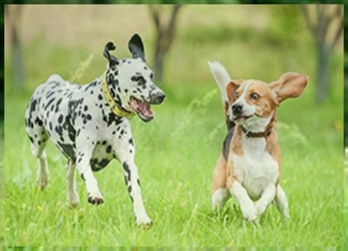 北京宠物训犬学校（北京哪里有专业的训犬学校）