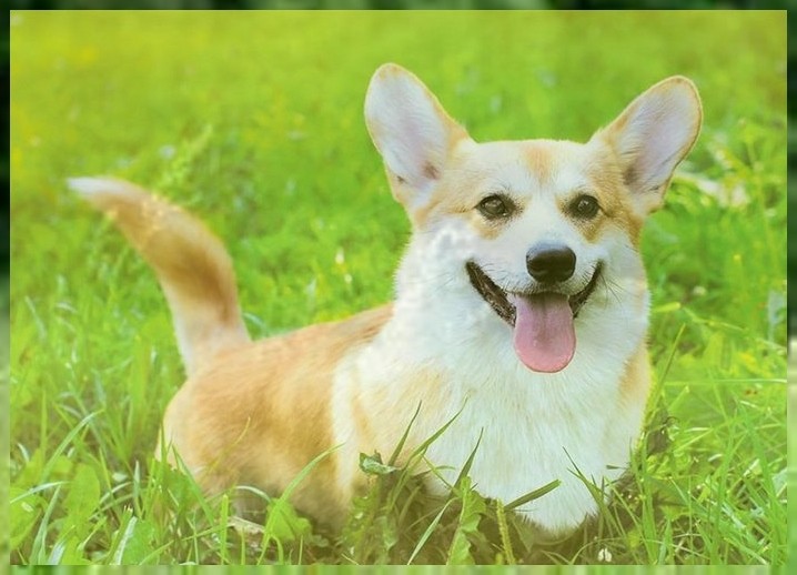 幼犬培训班小狗上厕所怎么训练