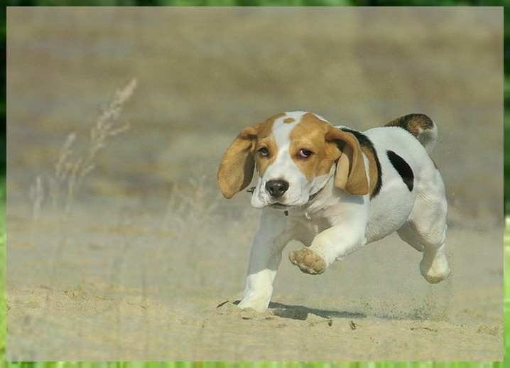 犬校怎么训练阿拉斯加大小便