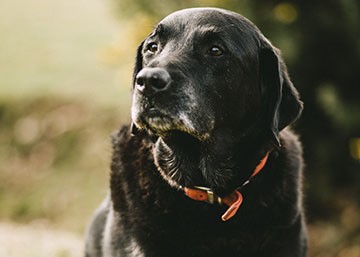 巴哥犬训练有训犬学校吗