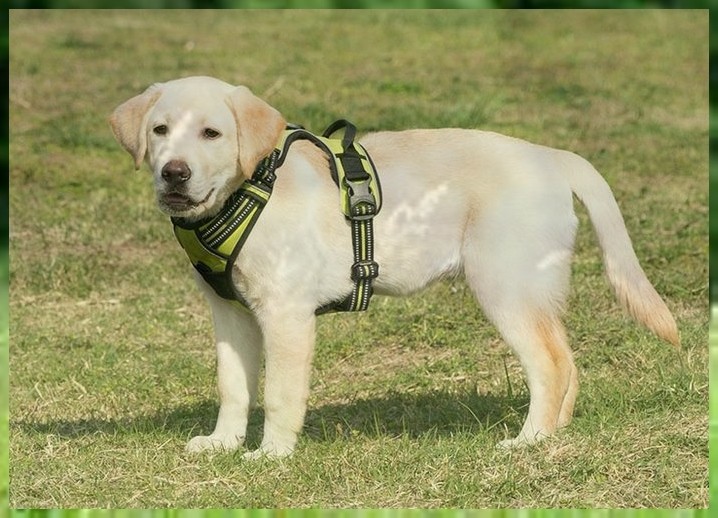 驯犬中心阿拉斯加幼犬怎么训练大小便
