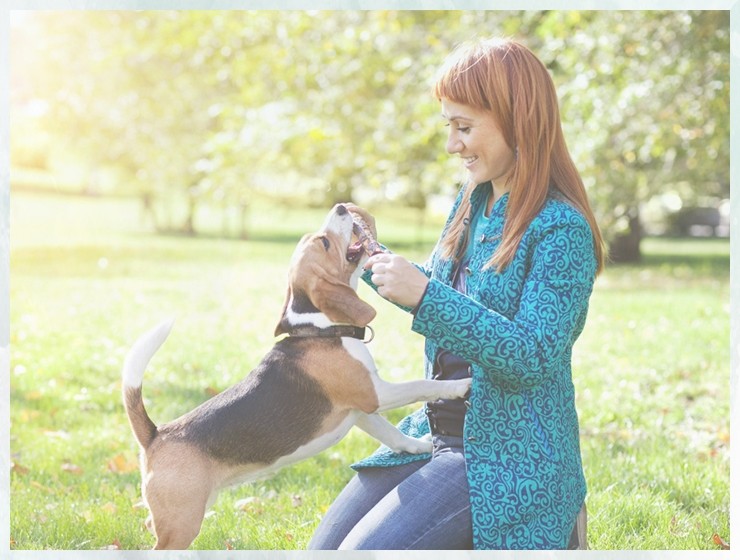 宠物训犬培训宠物技能培训学校