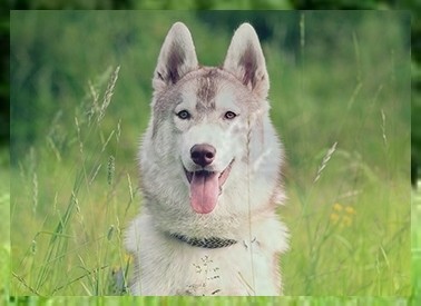 宠物犬培训怎么训练小土狗大小便