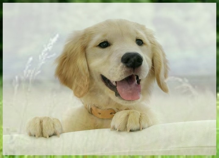 宠物犬训练学校哈士奇怎么训练大小便