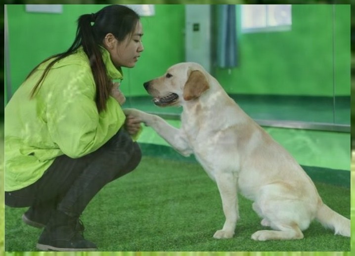 训练狗狗萨摩耶犬训练