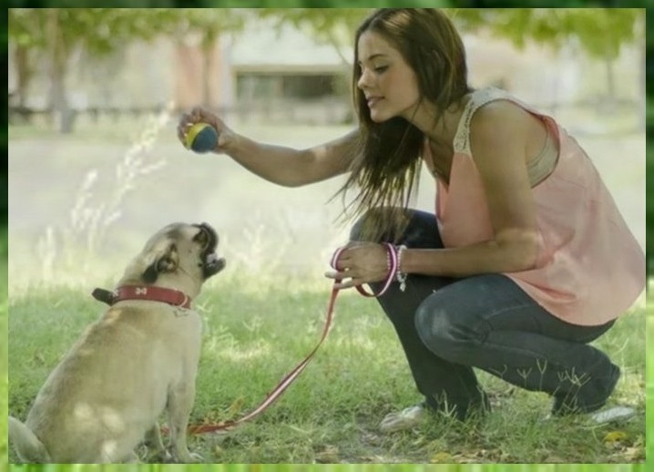 北京宠物训犬学校（北京哪里有专业的训犬学校）