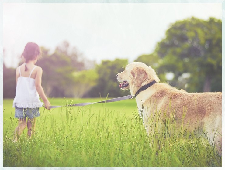 宠物培训基地英国斗牛犬训练