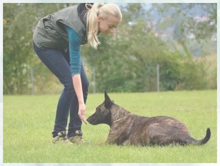 北京宠物训犬学校（北京哪里有专业的训犬学校）