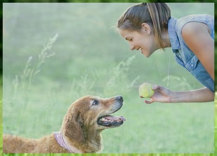 训犬日本银狐训练