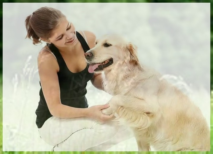 训练幼犬怎么教狗狗去厕所大小便