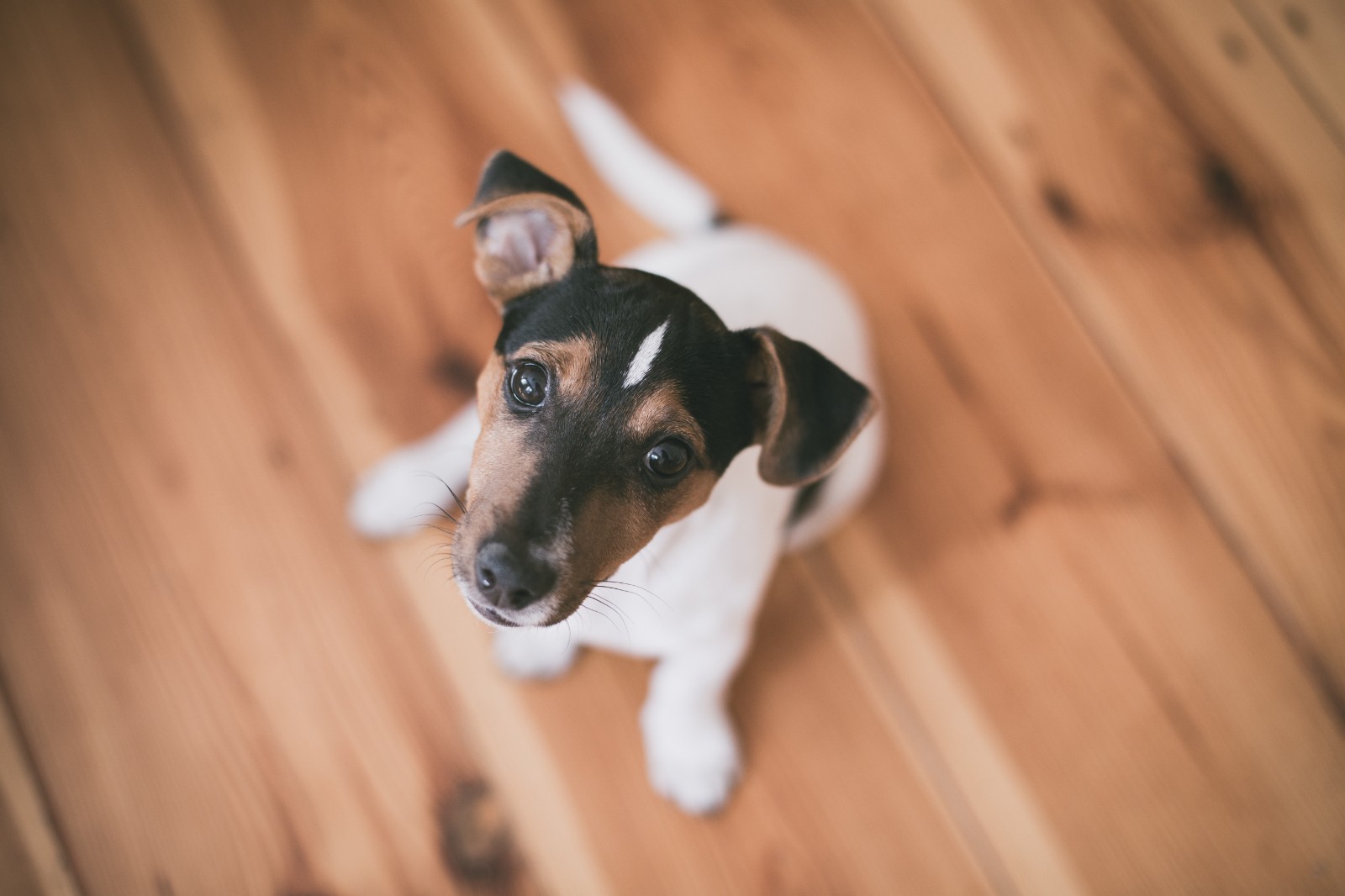 阿拉斯加犬训练哪里能训练狗的技能